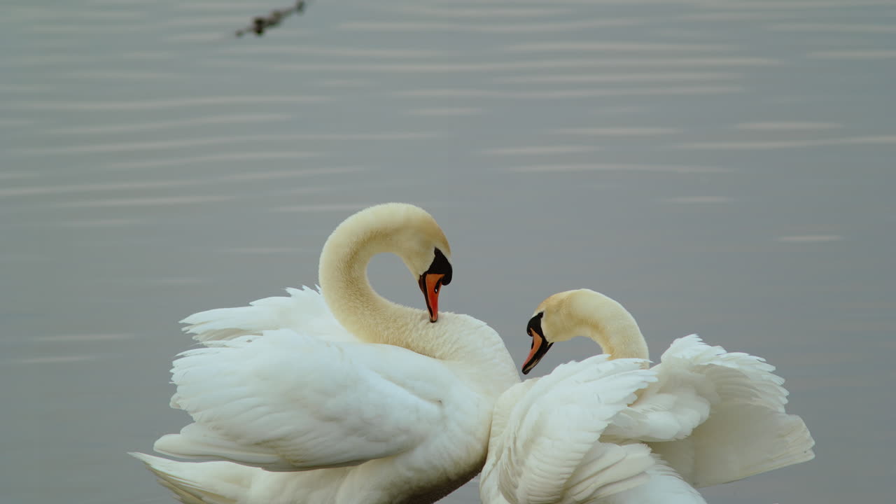 Early dawn scene showing swans drifting serenely in slow motion