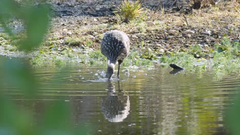 limpkin bird stands near water’s edge in a sunlit wetland, casting a sharp reflection in the still surface.