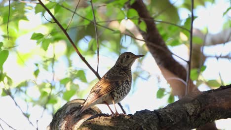 Auf-Einem-Großen-Ast-In-Einem-Baum-Sitzend-Gesehen,-Ein-Seltener-Wintermigrant-In-Thailand,-Weißdrossel-Zoothera-Aurea,-Phu-Ruea,-Ming-Mueang,-Loei-In-Thailand