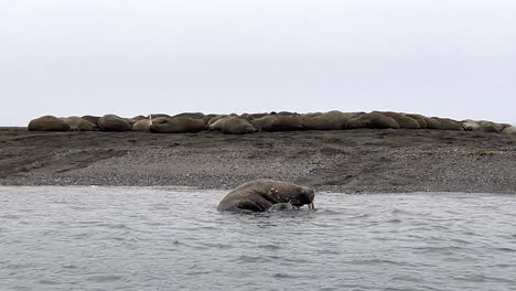una morsa gigante con grandes colmillos que se tambalea lentamente hacia la playa después de nadar en el mar ártico, durante una expedición en barco en el archipiélago de svalbard, a lo largo de la costa norte