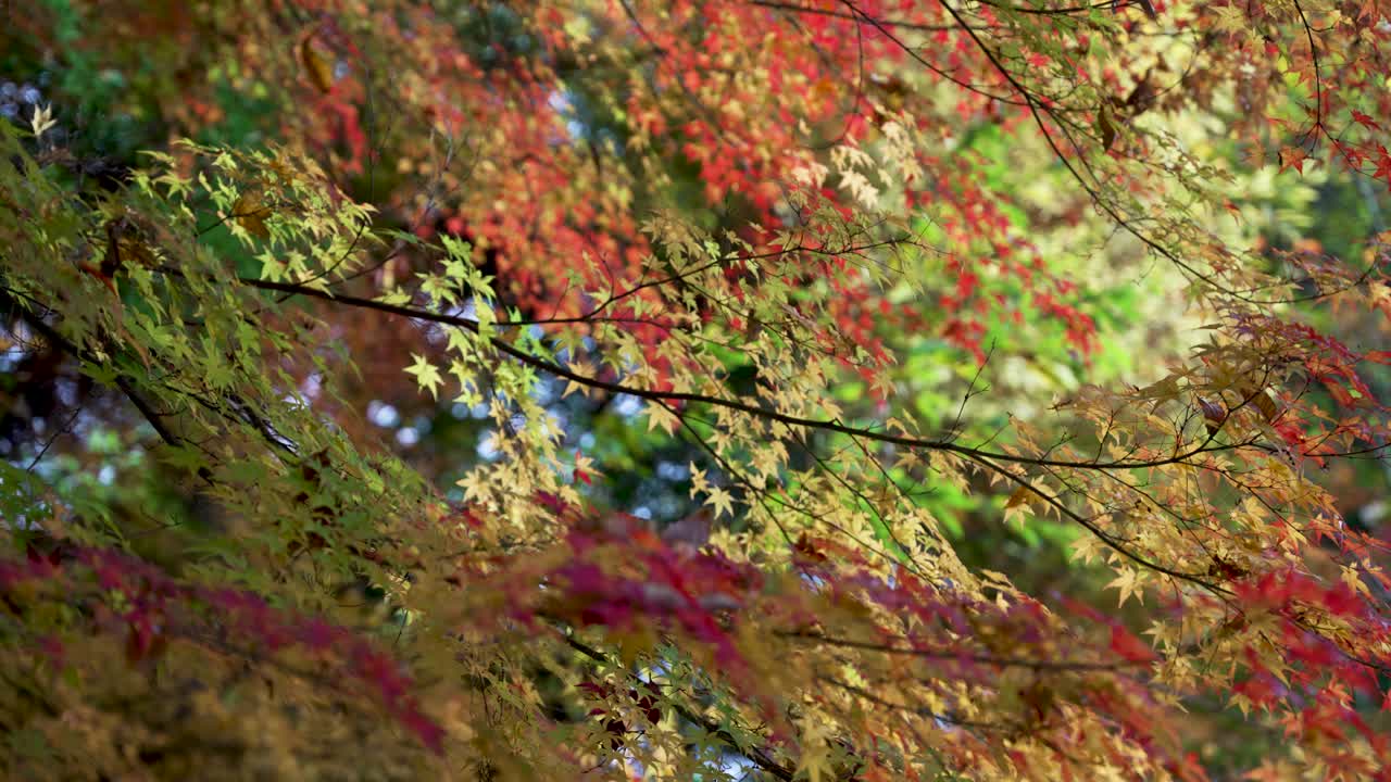 Bright colorful foliage of maple trees during autumn, showcasing vibrant red and yellow leaves.