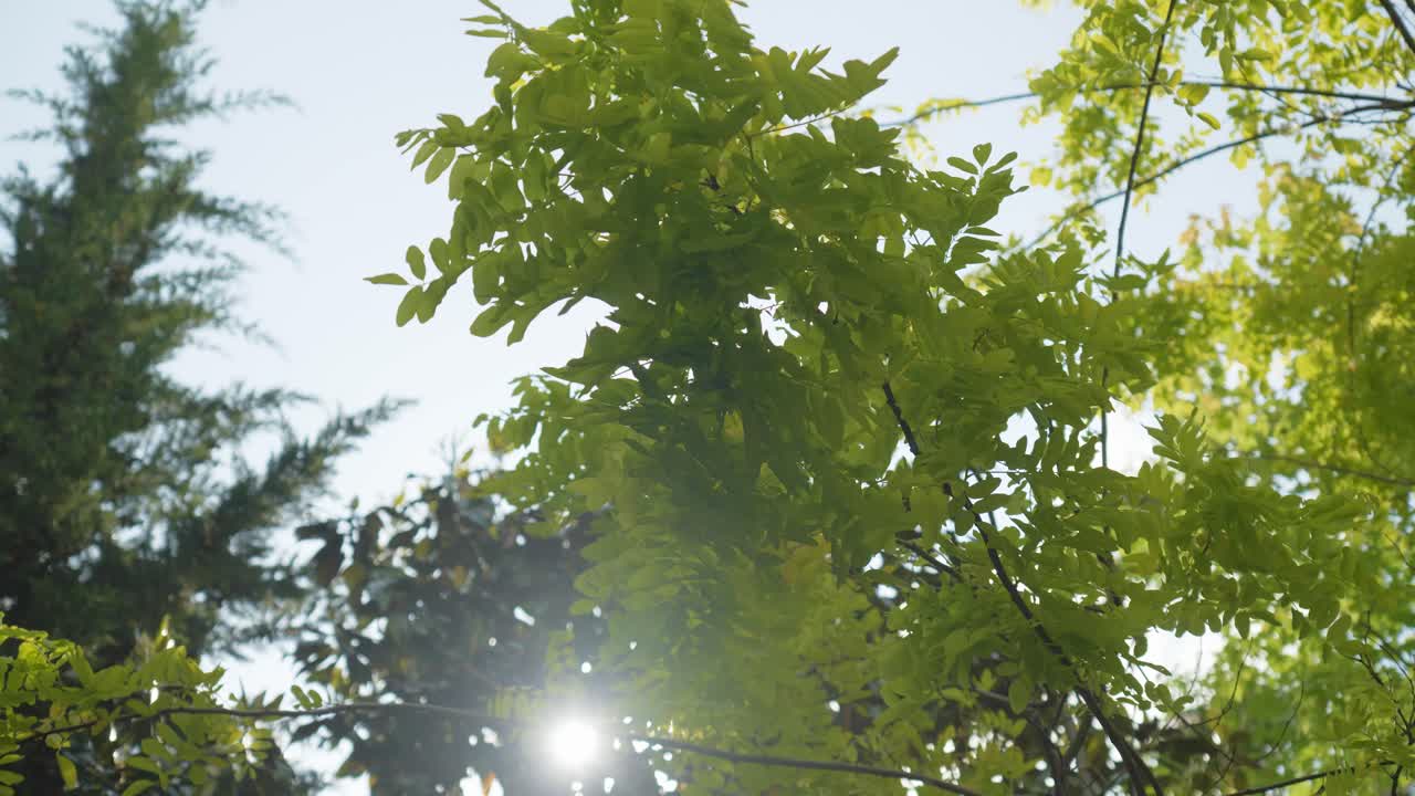 revealing shot of the sunlight shining on the different green leaves on a tree