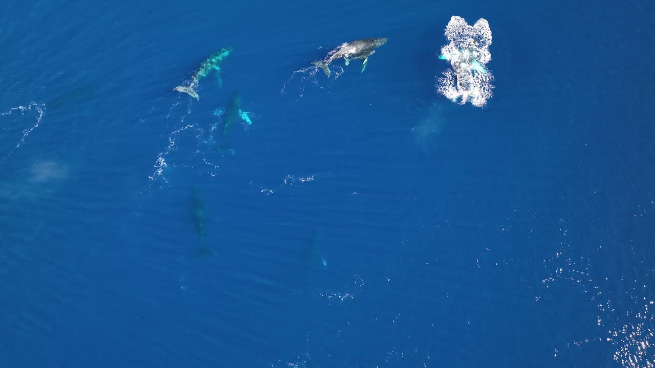 어미와 새끼 송아지를 포함한 혹등고래 떼를 맴도는 드론