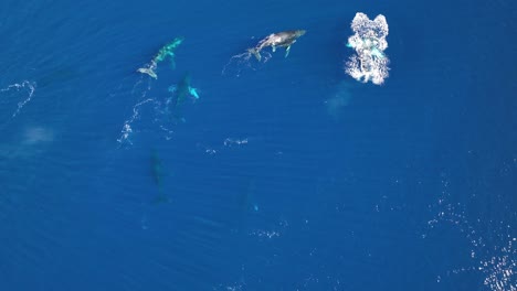 dron que rodea una manada de ballenas jorobadas, incluida una madre y un ternero recién nacido