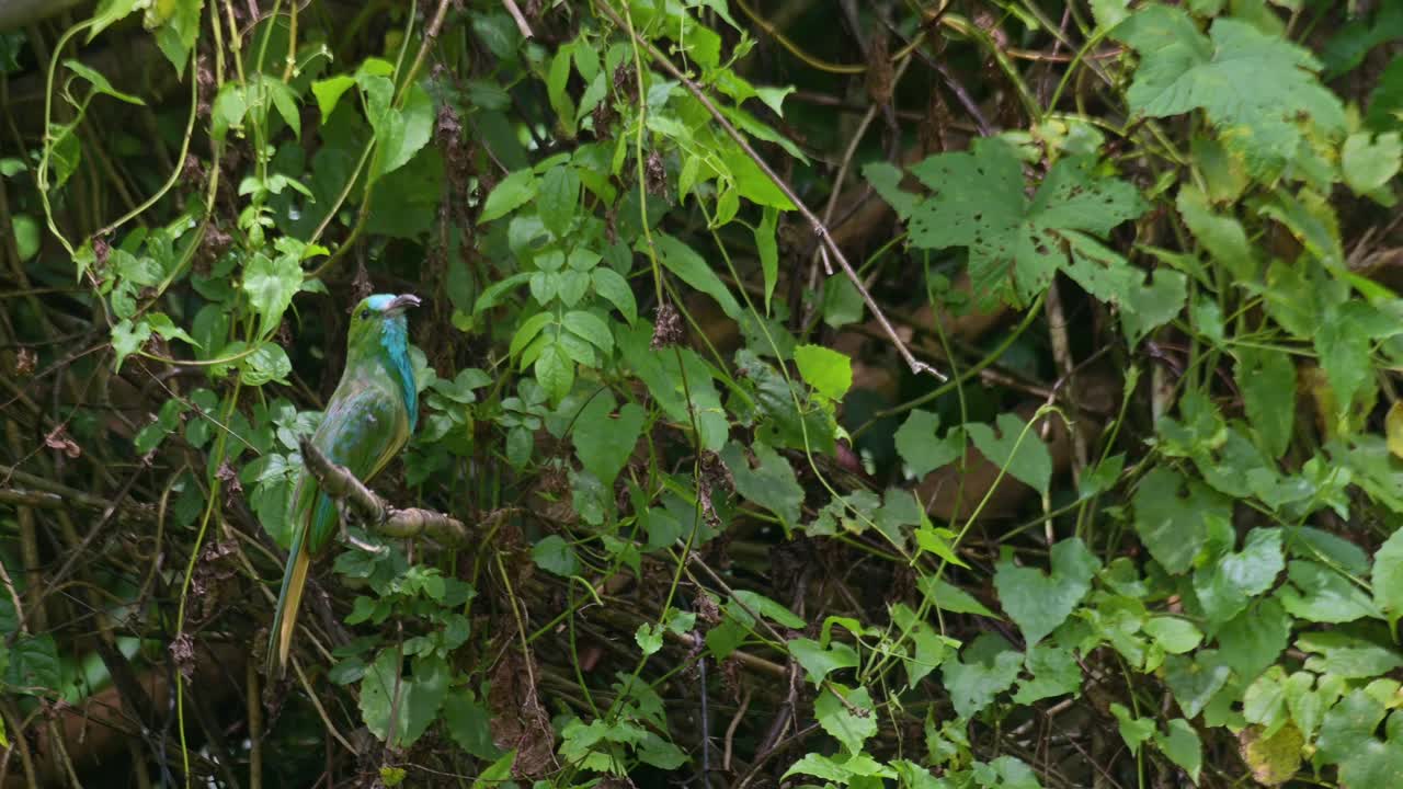 time-lapse de este pájaro mirando hacia la derecha mientras se encuentra en una rama sobresaliente, el comedor de abejas de barba azul nyctyornis athertoni, tailandia