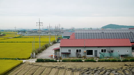 blue photovoltaic solar panels mounted on cattle farm building roof for producing clean ecological electricity next to yellow paddy rice meadows