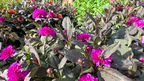 handheld pan of vibrant orange, magenta, and white dahlias blooming in sunlit botanical garden