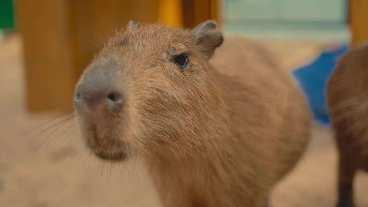 A curious capybara close-up in a warm setting, showcasing calmness and connection