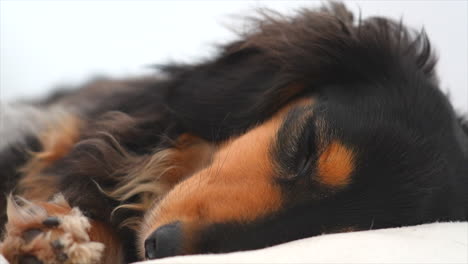 sausage dog slowly waking up