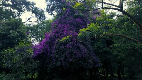 A-Blossoming-Spring-in-the-Forest