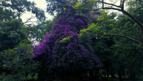 una primavera en flor en el bosque