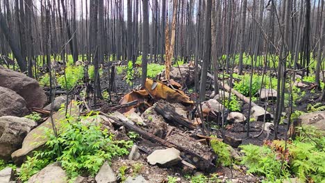 green shoots pushing through after destructive wildfires, sudbury ontario