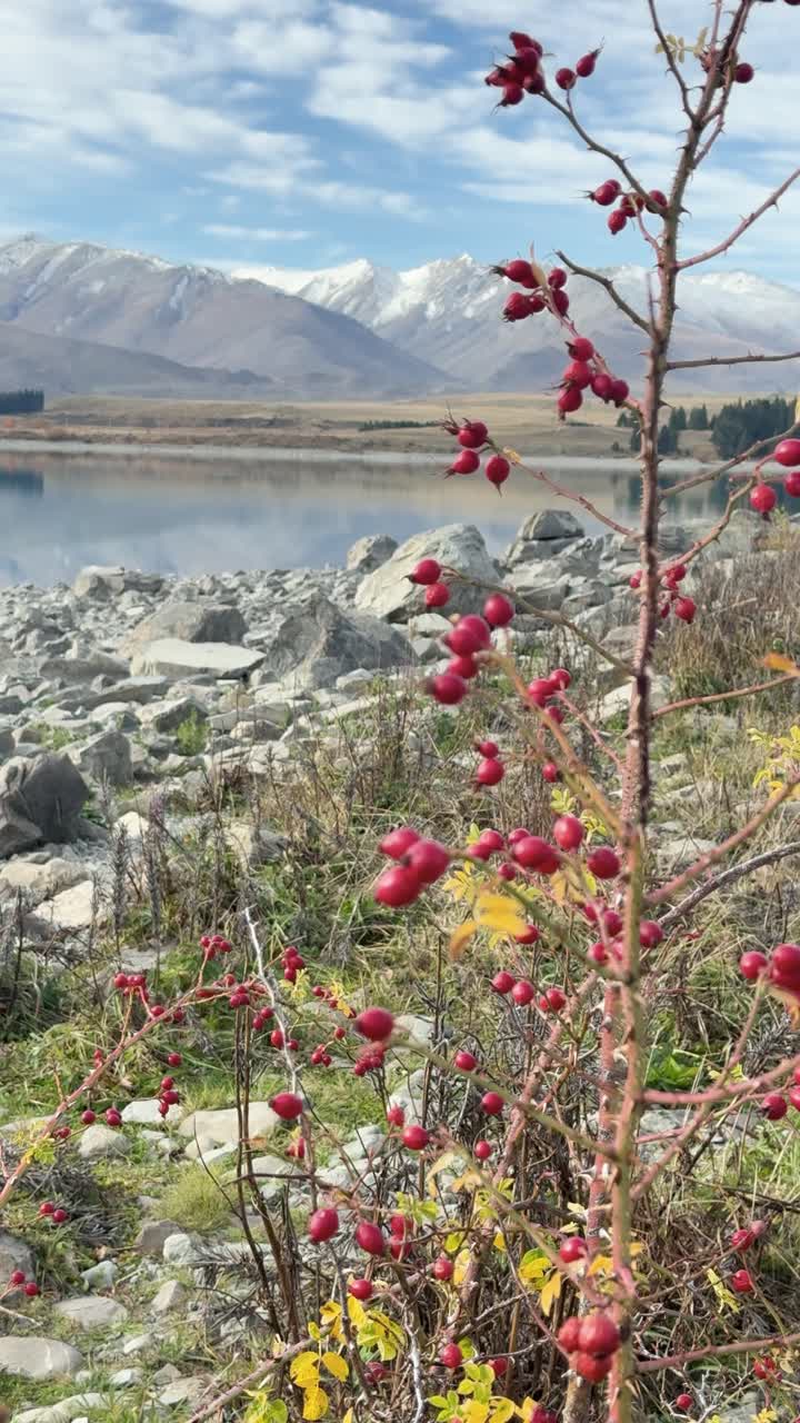 Bacche rosse e costa rocciosa con il Lago Tekapo e le montagne sullo sfondo. La luce solare brillante esalta i colori naturali e l'atmosfera serena.