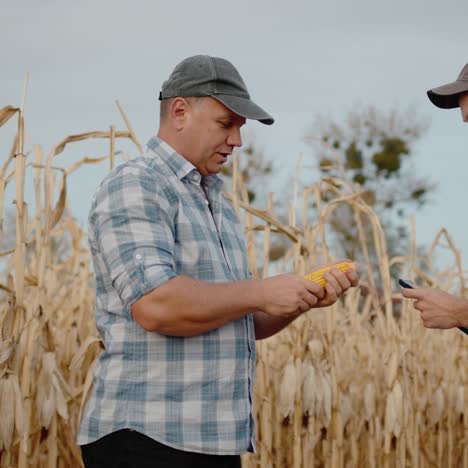 Zwei-Bauern-Untersuchen-Maisproben-Auf-Dem-Feld