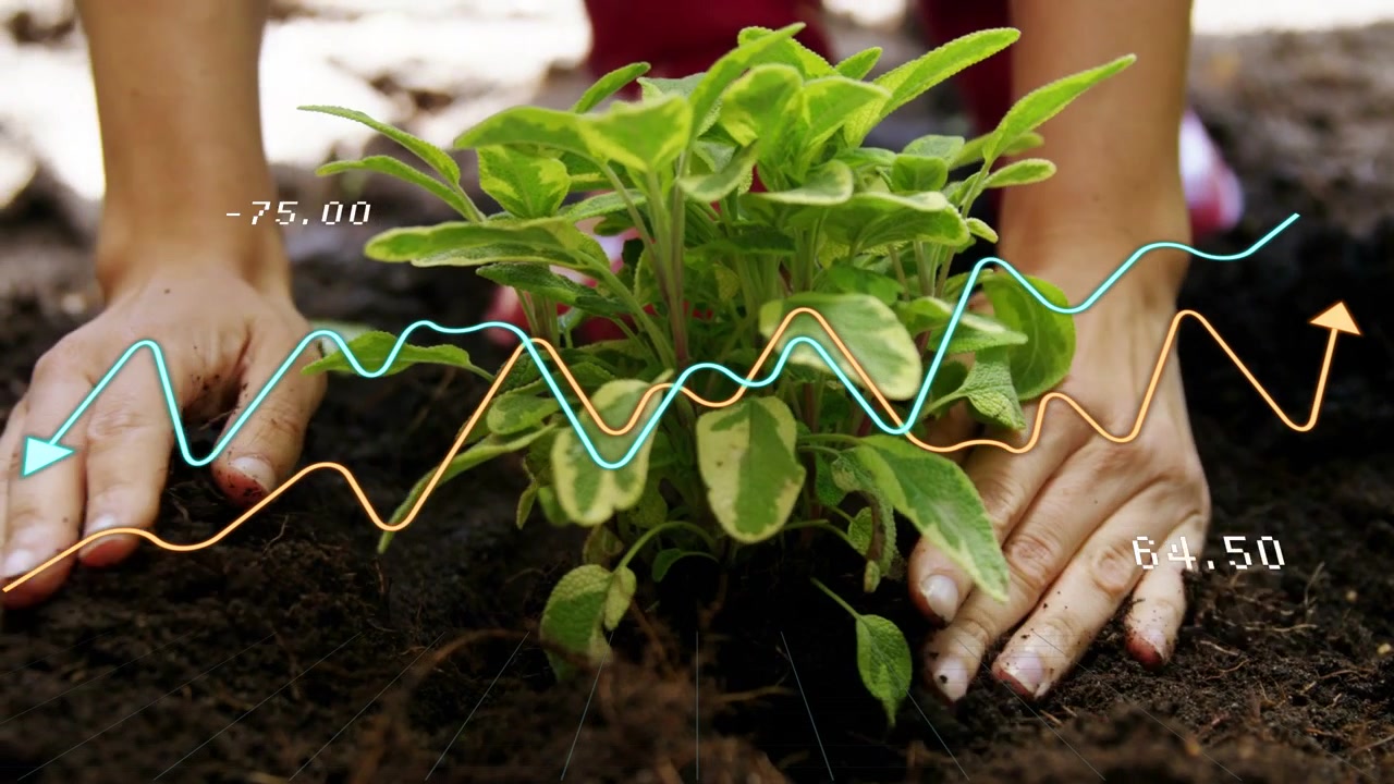 Planta sendo segurada acima de um buraco, mãos abaixando as raízes em leque, compactando o solo para enraizar sob linhas de dados