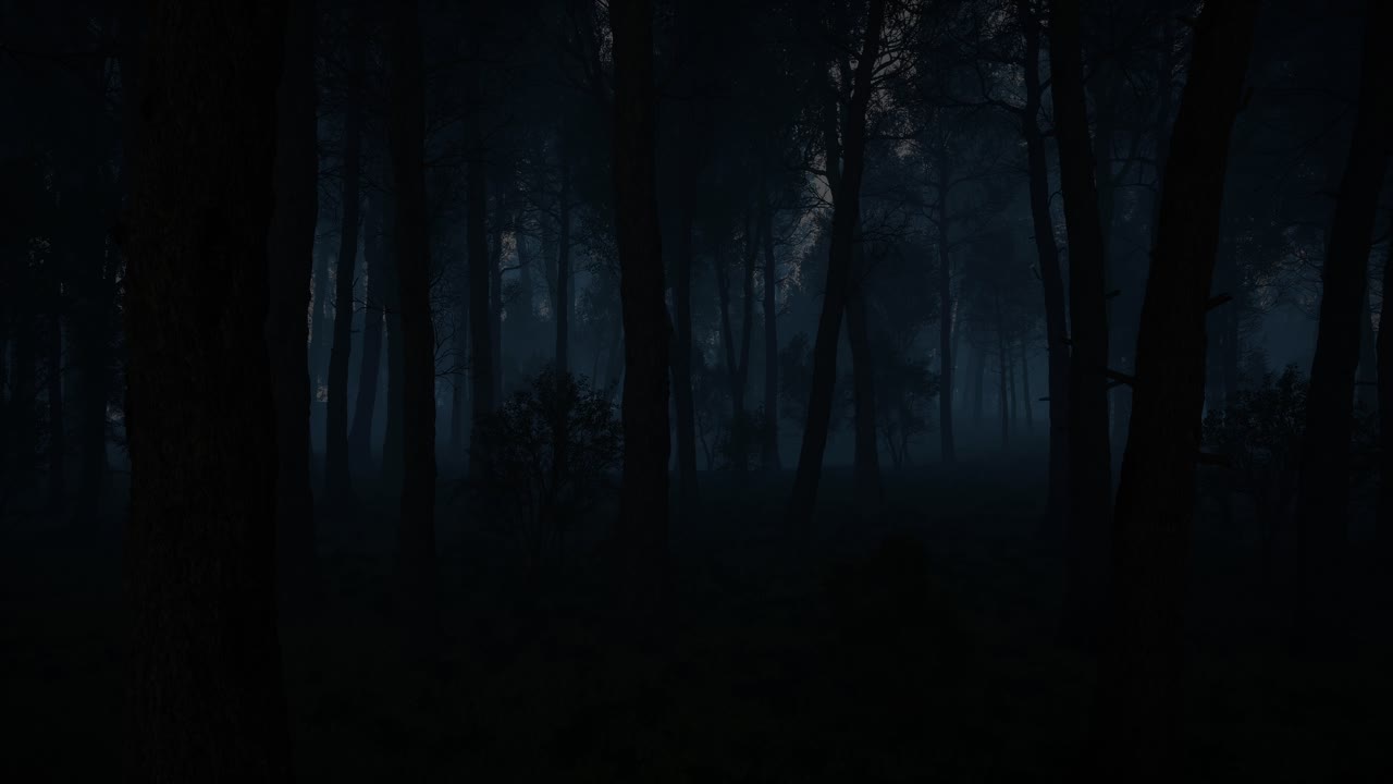 Dark and Misty Night Forest