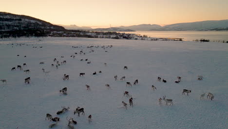 reindeer herd gathering on snowy tundra at sunset in norway, aerial