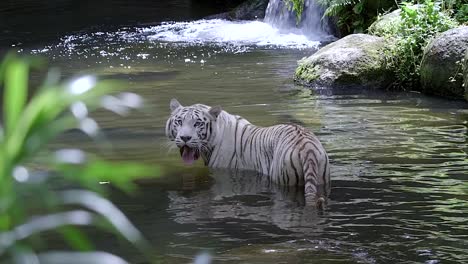 un tigre blanco hambriento en un río en busca de peces con cascada en el fondo - cámara lenta