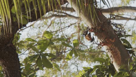 Bat using its claws to pick out a fig to eat, hanging upside down from a tree