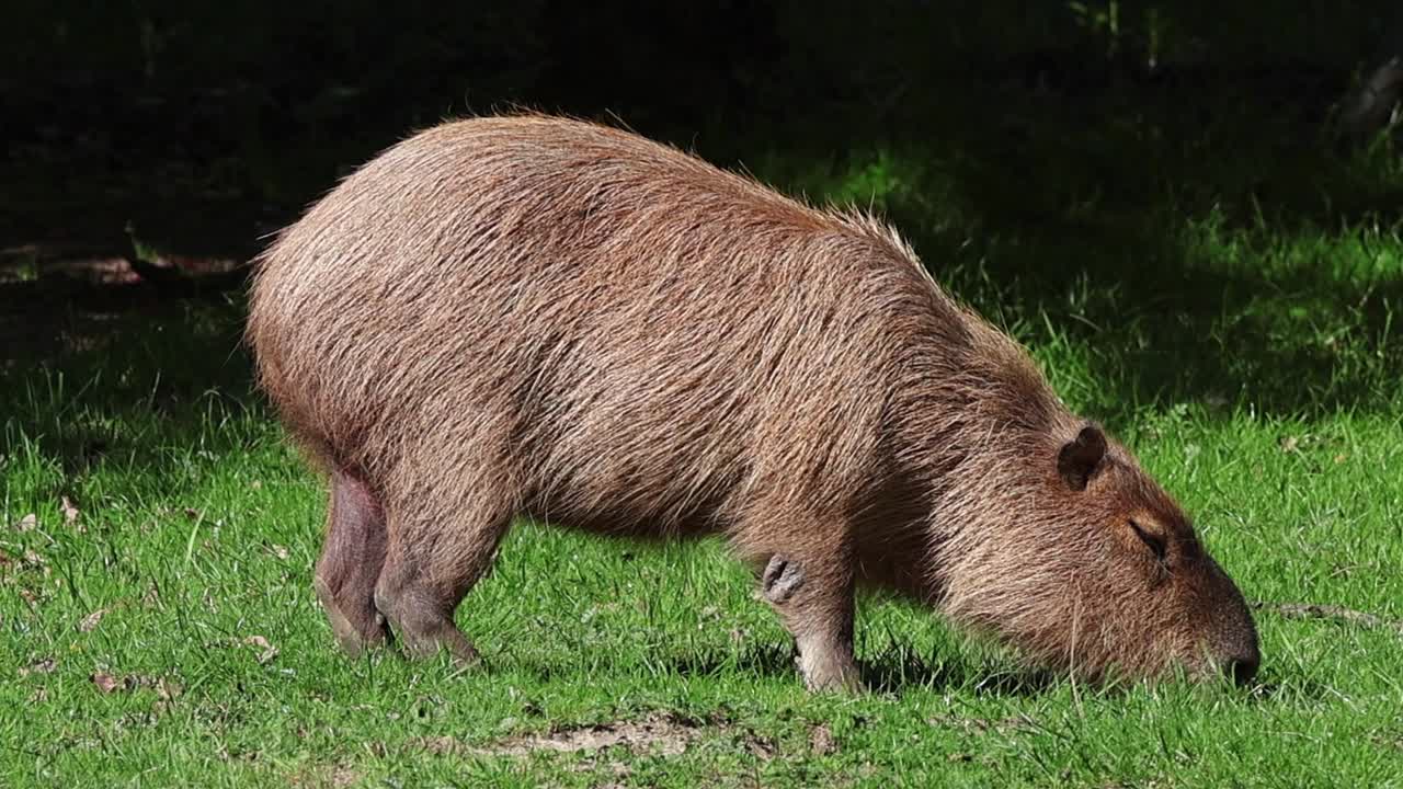 晴れた日に屋外で新鮮な緑の草を食べているカピバラ。