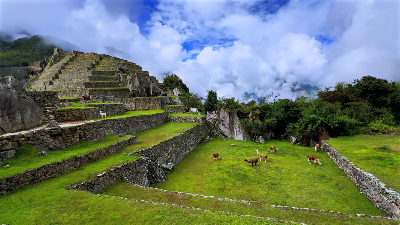 Wyżyny Machu Picchu, lamy, alpaki jedzące, szlak turystyczny, krajobraz, słonecznie, mgła, pochmurny poranek, Peru, Perú, pora deszczowa, peruwiańskie Andy, warstwy tarasowe, Świątynia Inków, Sanktuarium, bujna zielona dżungla, ujęcie statyczne
