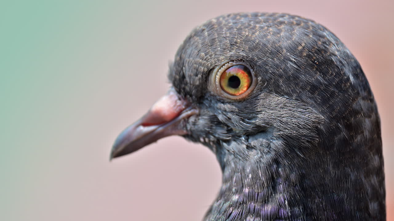 Close-up macro shot of pigeon head, highlighting intricate details of its eye and plumage