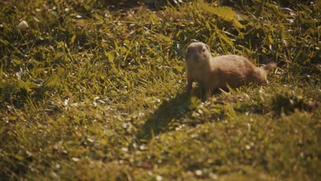 Cute-small-European-ground-squirrel-looking-for-food-on-meadow-green-grass,-day