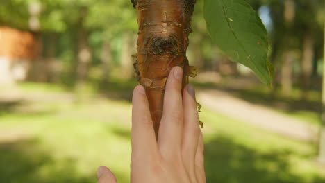 touching a tree on sunny day in the park close up macro. woman in the forest friendly hugs a tree. calm meditation
