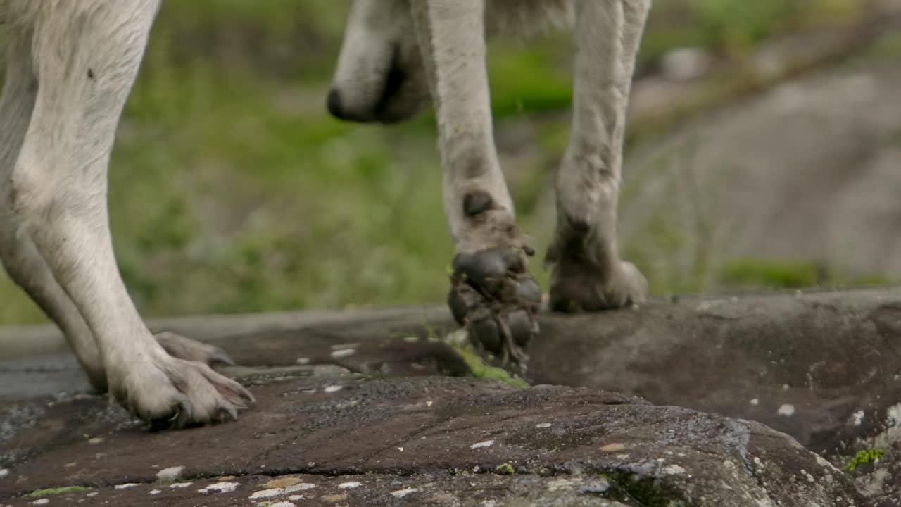 lobo ártico closeup patas molhadas enquanto se afasta no rock slomo