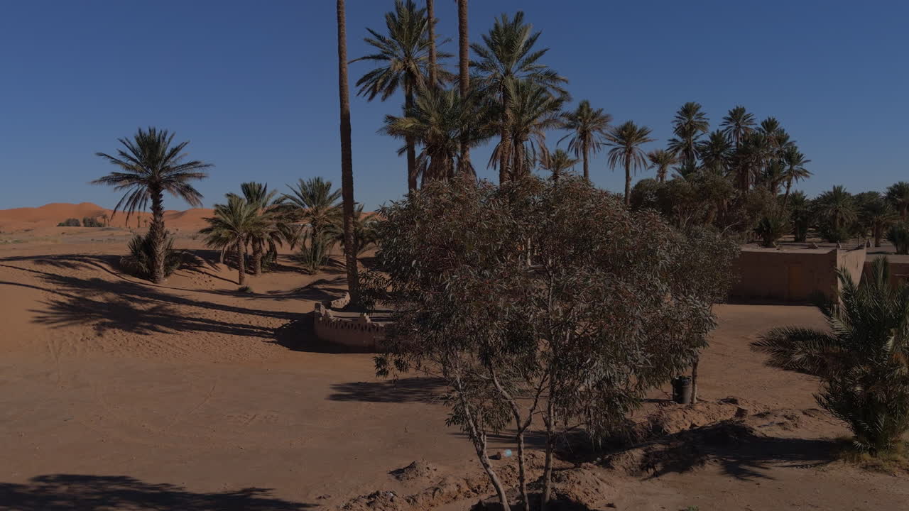 Palm Tree Oasis on Sahara Desert Edge, Erg Chebbi Dunes, Merzouga, Morocco
