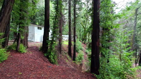 private estate in iconic muir forest landscape, dolly forward view