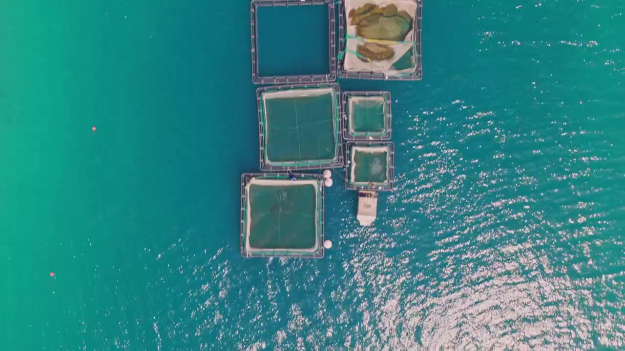 Vista aerea con drone che sorvola un grande allevamento ittico con gabbie circolari e quadrate per l'acquacoltura nel mare aperto turchese, mostrando un metodo moderno e sostenibile di produzione di prodotti ittici