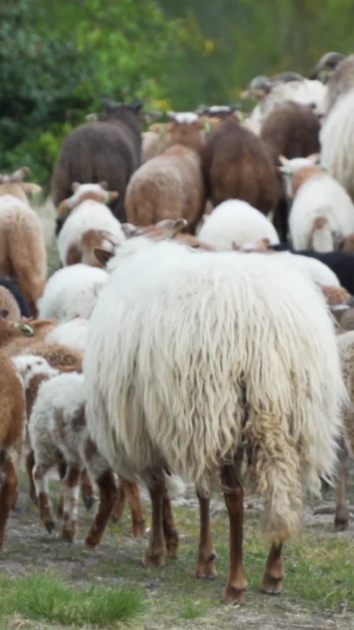 양 떼