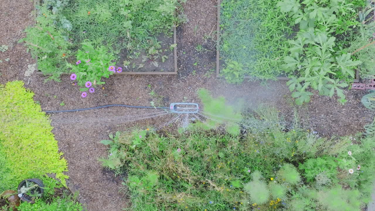Top down slow motion aerial drone footage of a sprinkler in a garden that is watering the plants.