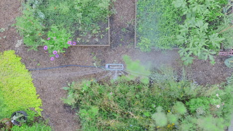 top down slow motion aerial drone footage of a sprinkler in a garden that is watering the plants.