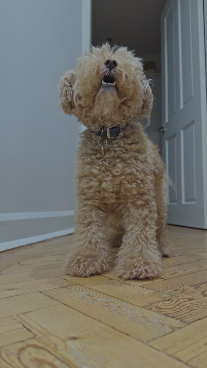 Adorable toy poodle dog indoors relaxing in vertical