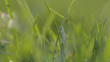 close-up of grass blades