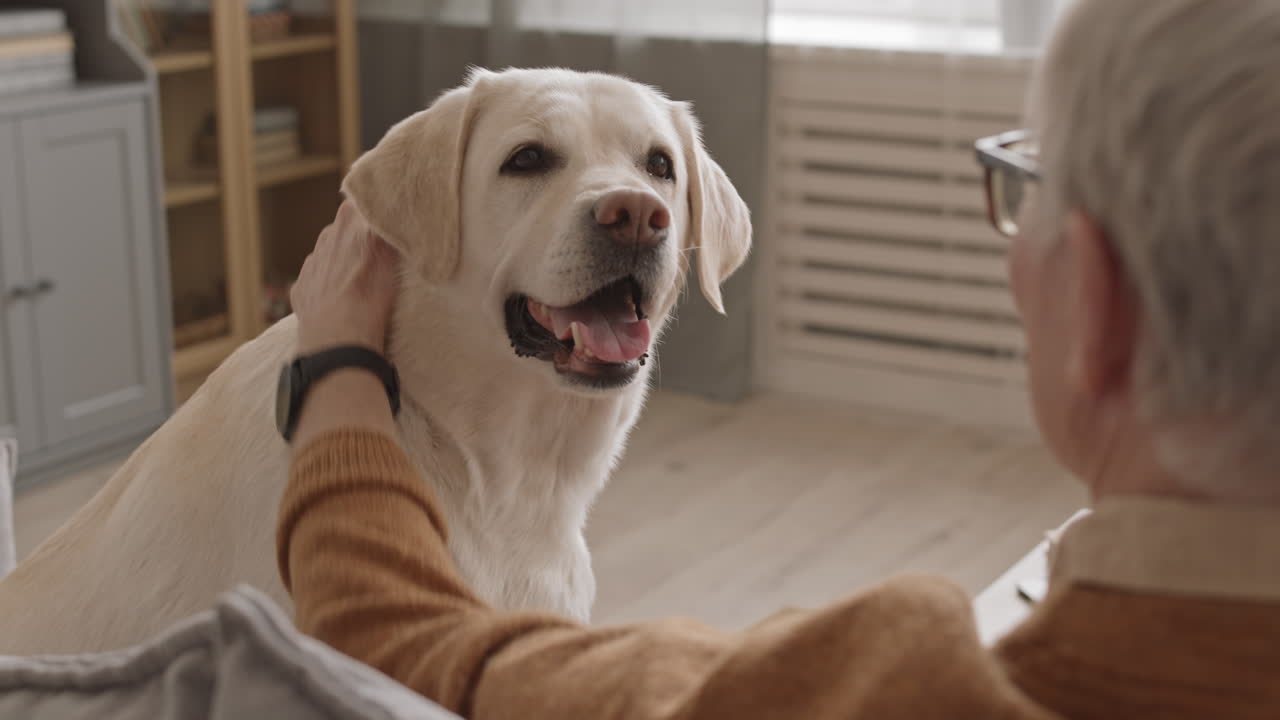 Yellow Labrador Retriever Looking at Senior Male Owner