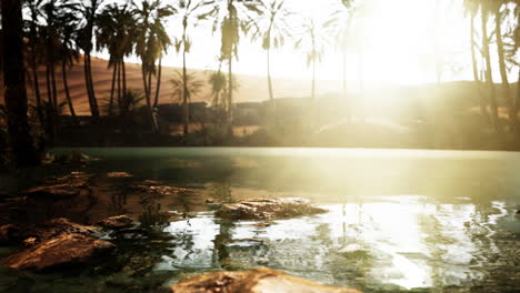 escena colorida con una palmera sobre un pequeño estanque en un oasis del desierto