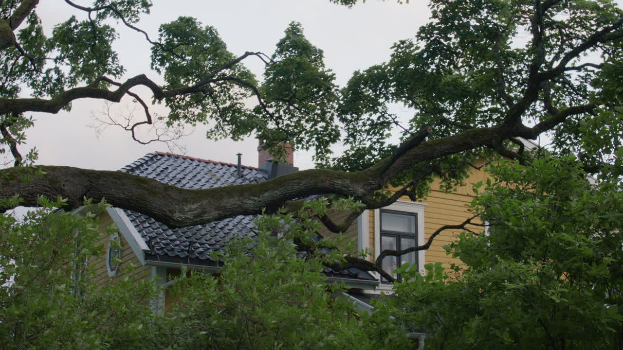 Large tree branch stretches across frame partially obscuring traditional wooden house with tiled roof and yellow painted facade in summer light. Shot on a windy day in Oslo.