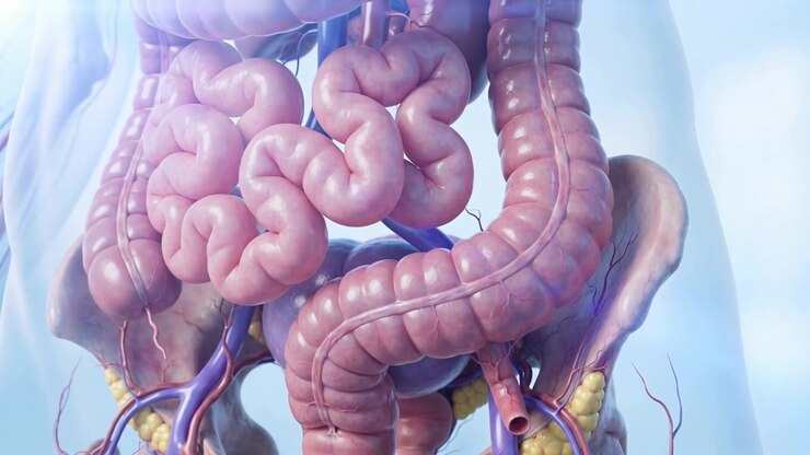 appendix anatomy 3d medical animation animation video