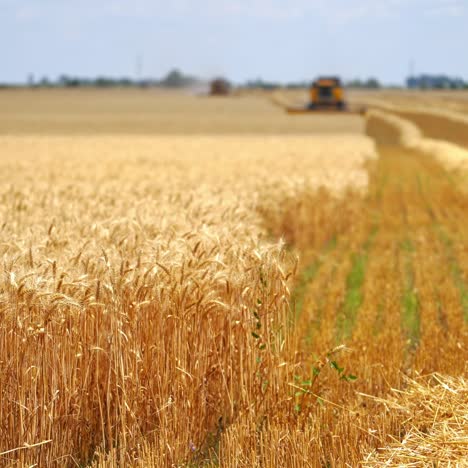 Yellow field with grain in front view. Grain harvesting combine in a sunny day at the blurred background. Agricultural technic is working in a field