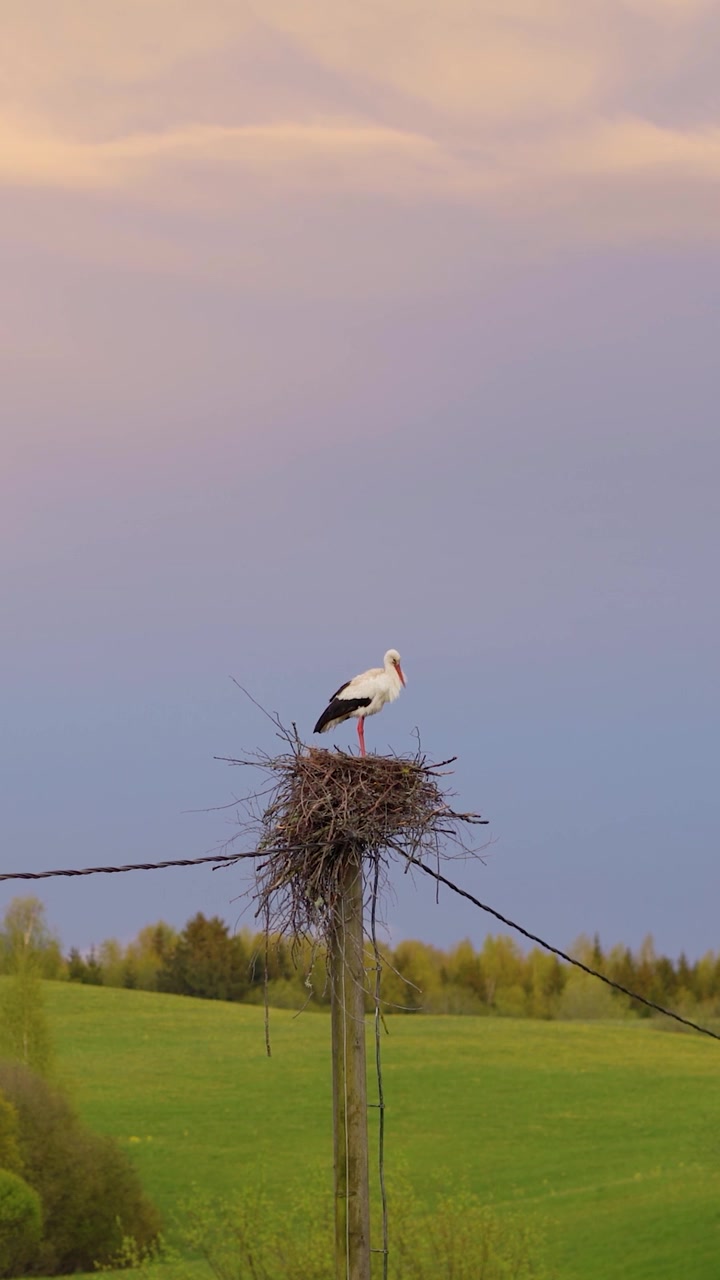 Cicogna bianca in piedi in un grande nido di ramoscelli su un palo della corrente elettrica durante l'ora d'oro del tramonto. Bellissimo paesaggio di campagna in video verticale.