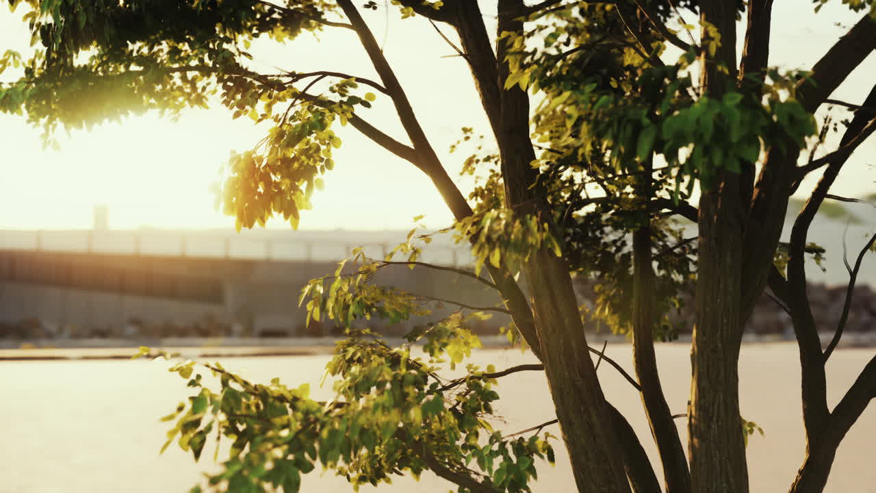 теплое утреннее солнце драматически проливает интенсивные лучи через большое дерево