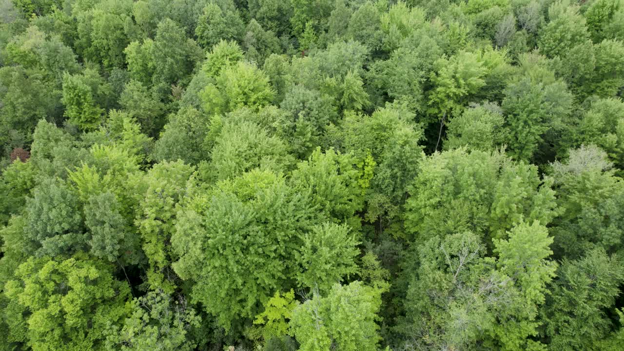 Flying Low Over Tree Plantation, Peaceful Green Landscape, Ohio, USA