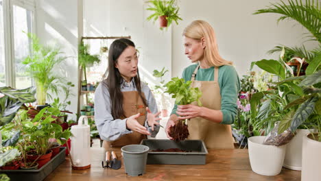 two women repotting plants in a flower shop