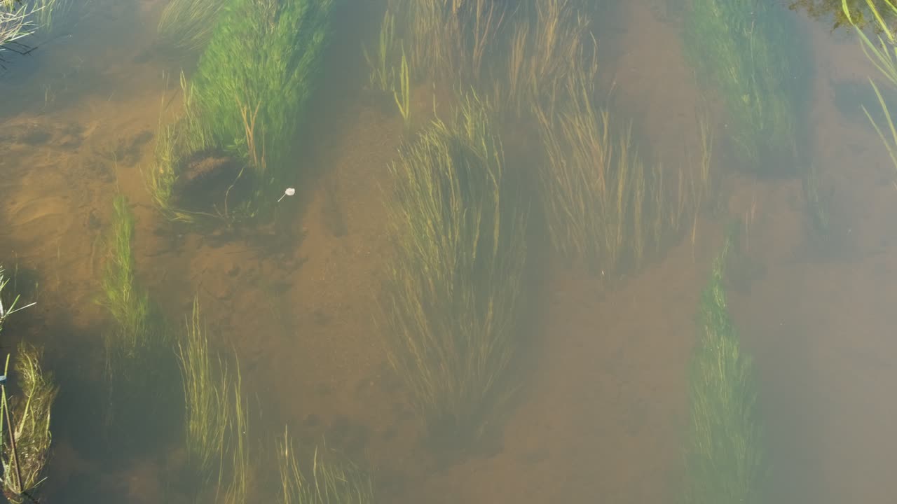 Long grass, algae under water surface sway in the river stream in sunlight, top down view
