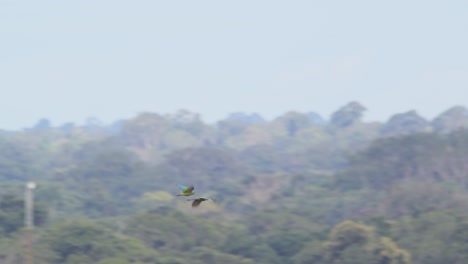 Dos-Guacamayos-De-Frente-Castaño-Vuelan-A-Lo-Lejos-Sobre-La-Reserva-Nacional-De-Tambopata