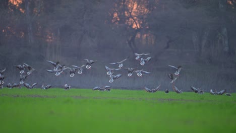 flock of greylag goose landing in fields in sunset