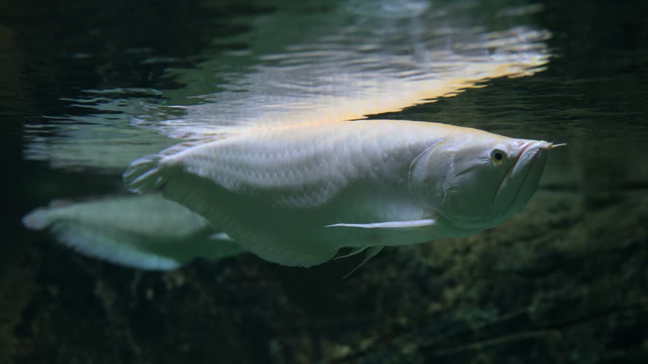 아라파이마 물속 물고기